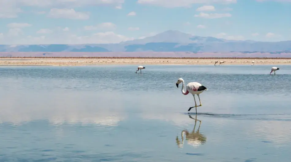 Salar de Atacama