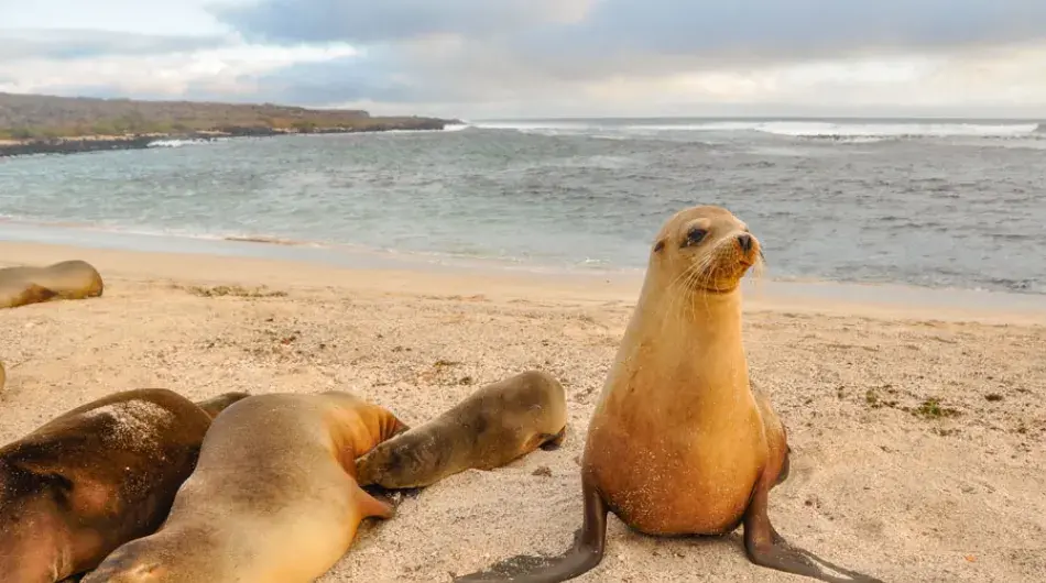 Sea Lion family