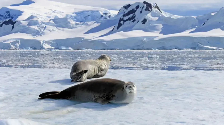 Seals