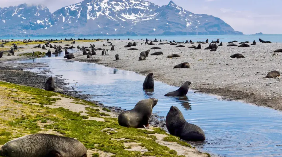 Colony of Elephant Seals by the water in South Georgia