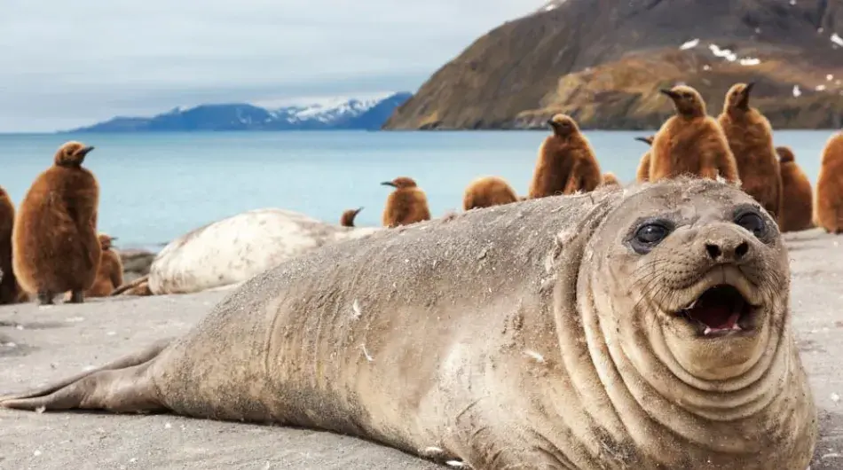 South-georgia-elephant-seals