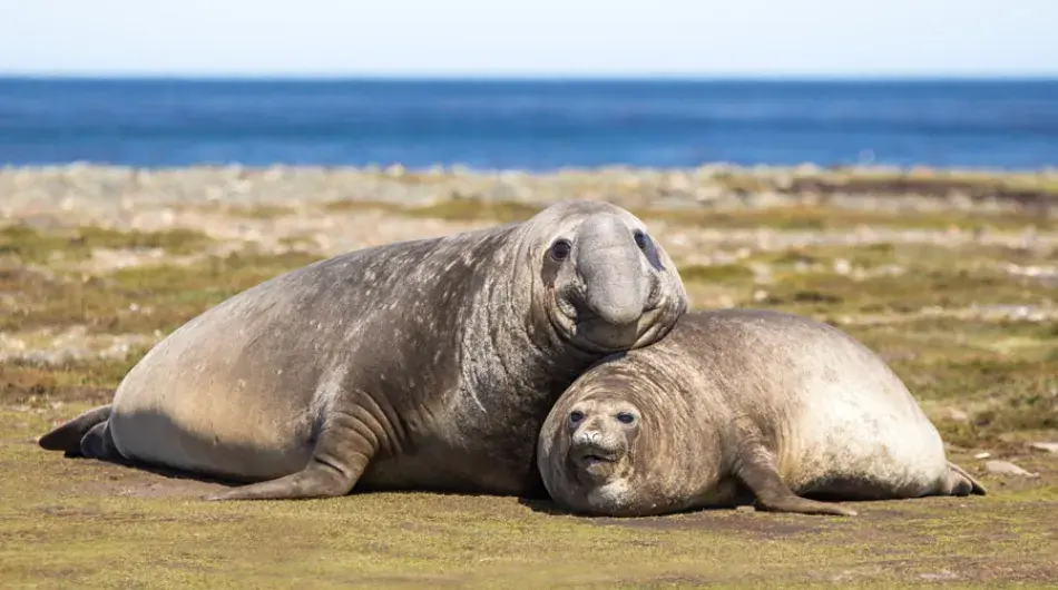 Two Southern Elephant Seals lying by the shore, Falkland Islands