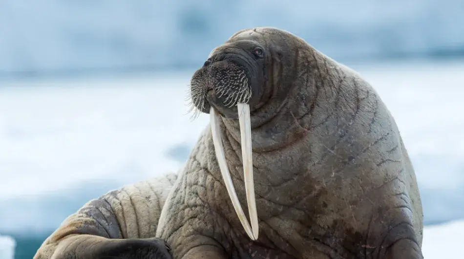 Closeup of a Walrus on the Ice in Svalbard