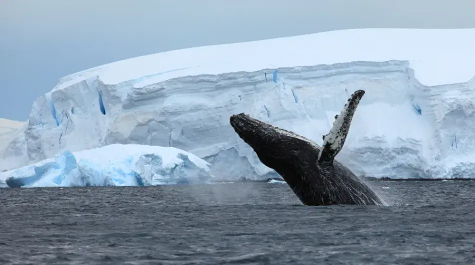 Humpback Whale breaching in Antarctica