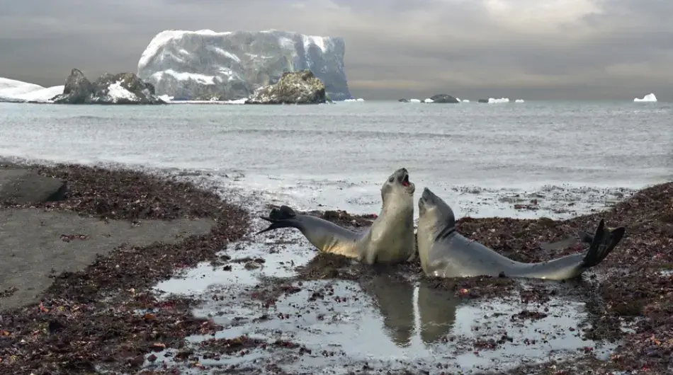 Two Elephant Seals by the water, Shetlands