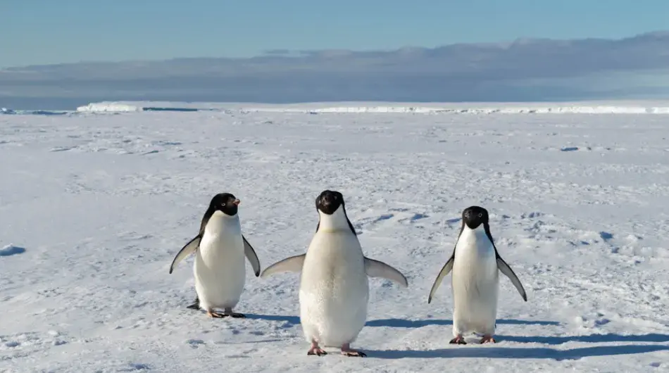 Adelie Penguins Antarctica
