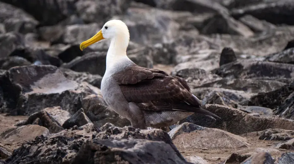 Waved Albatros, Galapagos