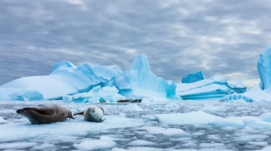 Seal in Antarctica landscape
