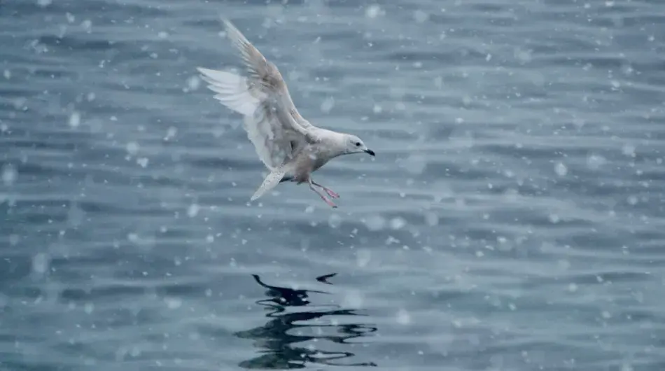 Arctic Gloucous winged gull