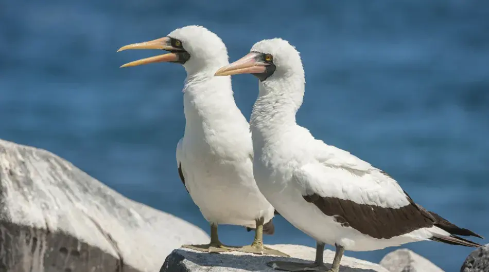 Nazca Boobies, Galapagos