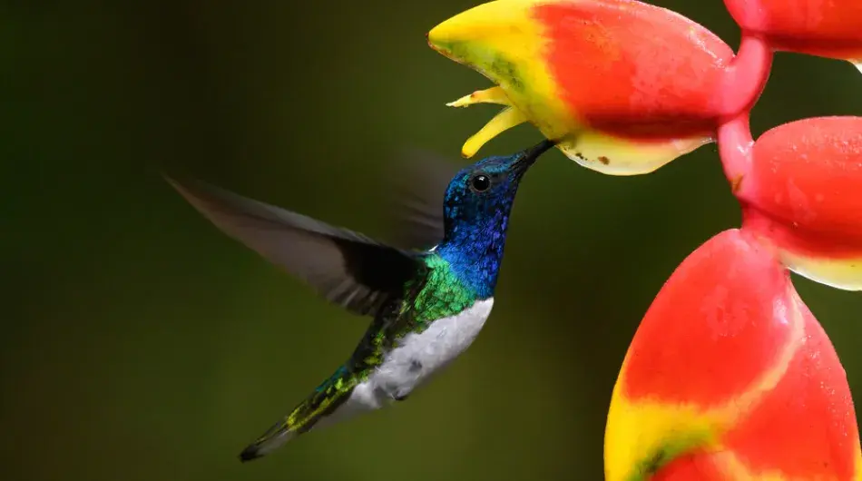 Corcovado Charming Hummingbird