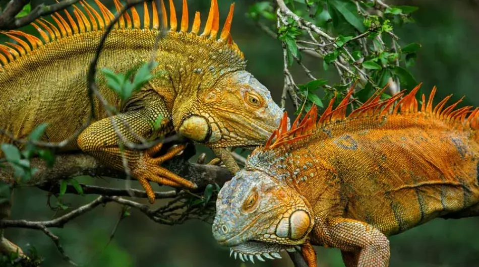 Corcovado green iguanas