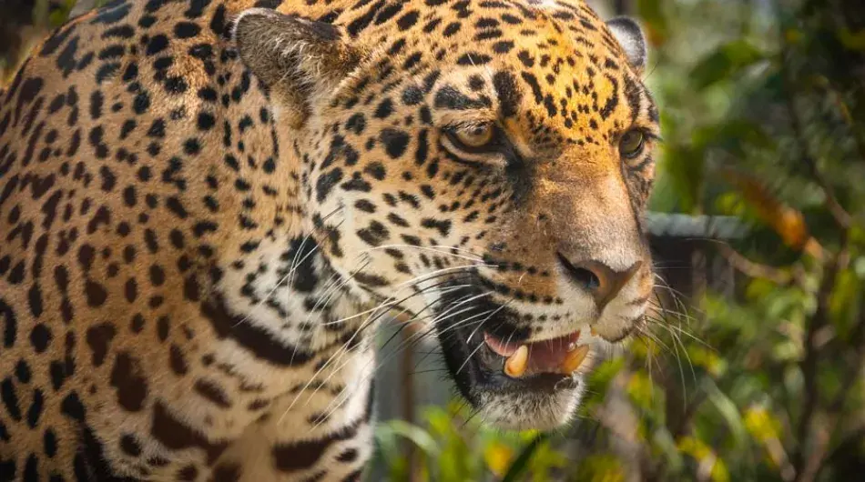 Corcovado jaguar