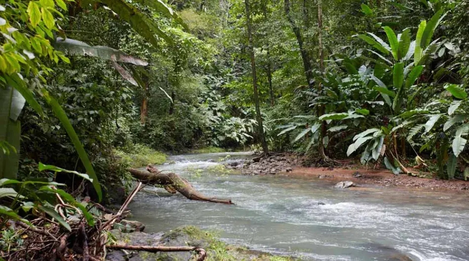 Corcovado rainforest stream