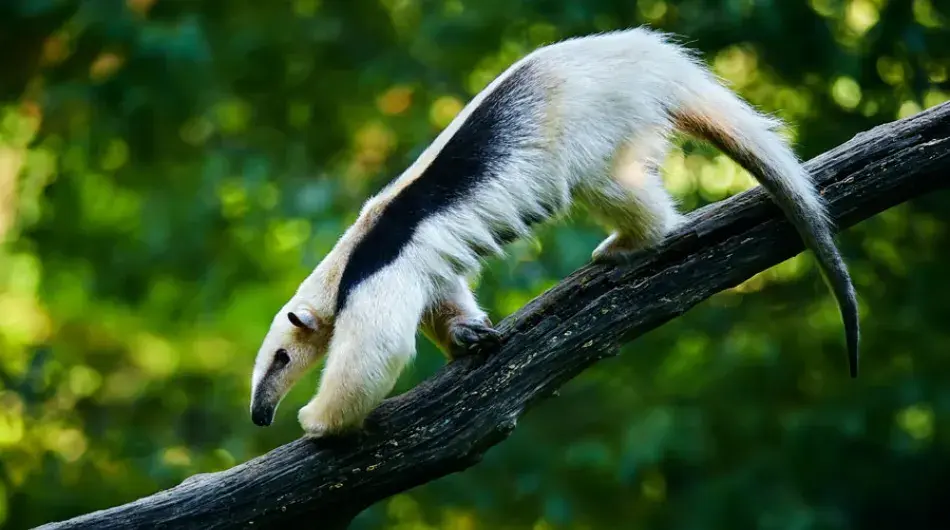 Corcovado tamunda anteater in tree