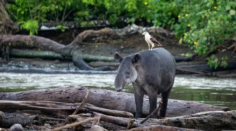 Corcovado tapir and bird