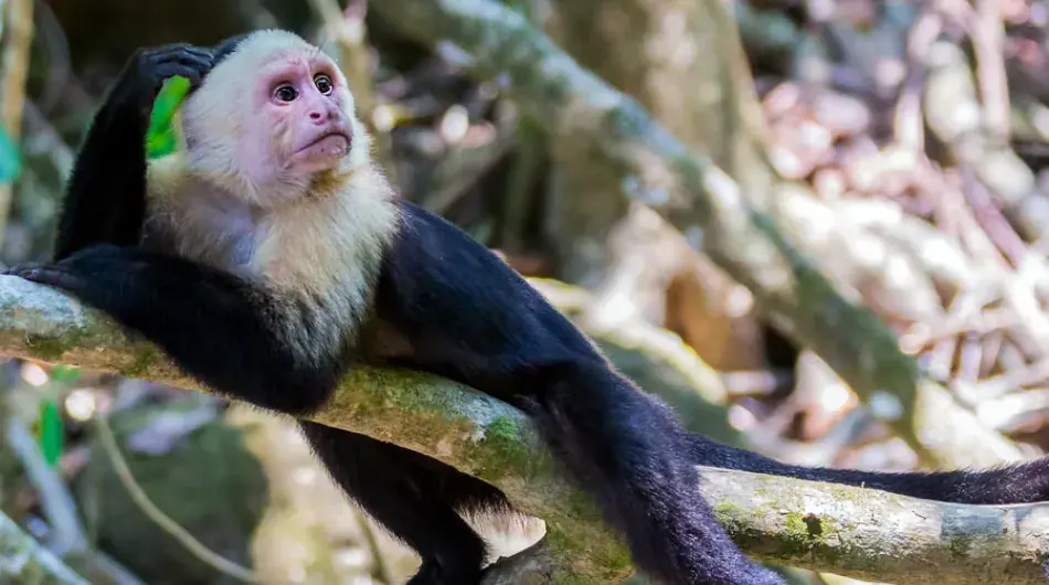 Corcovado white headed capuchin