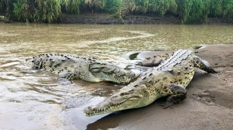 American Crocodile in Tarcoles River, Costa Rica
