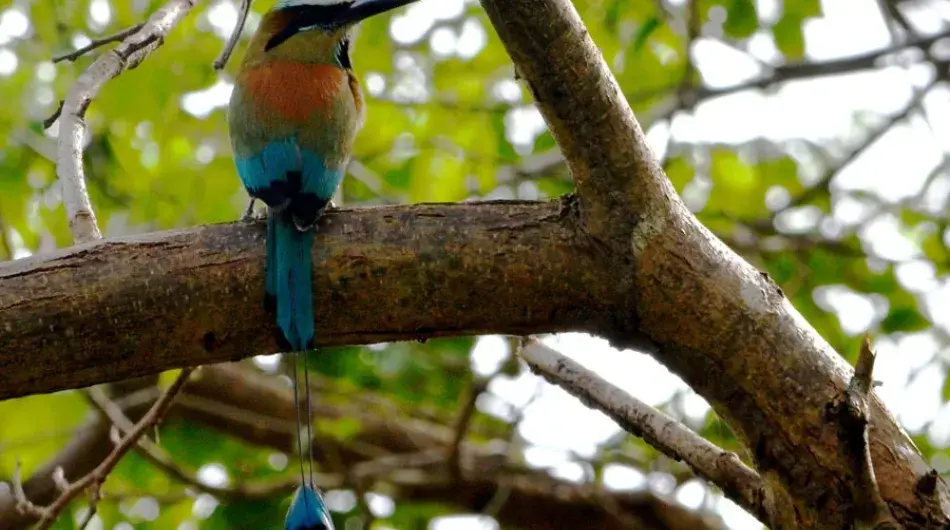Turquoise-browed Motmot, Tamarindo, Costa Rica