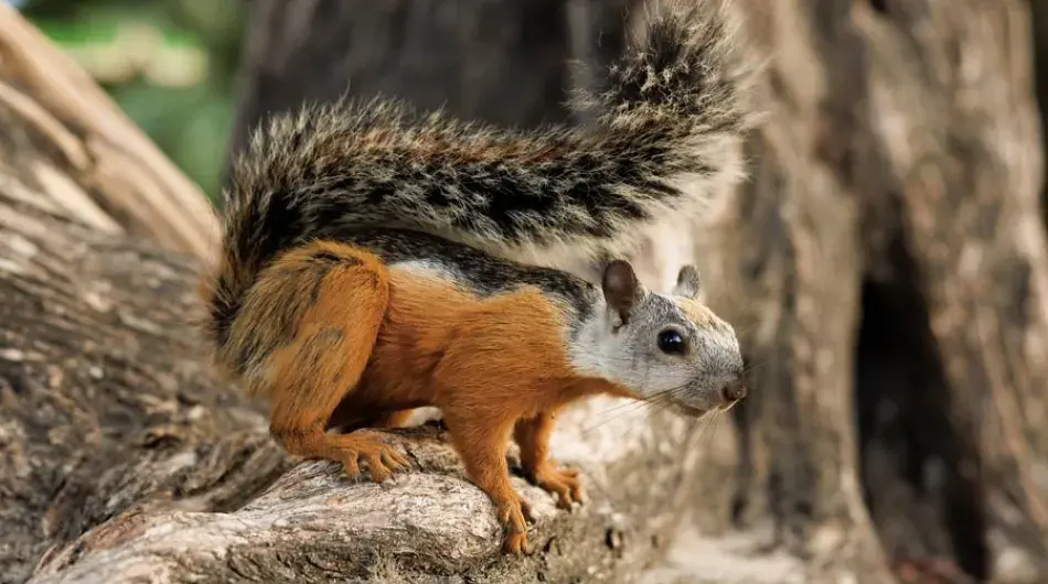 grey squirrel Tamarindo, Costa Rica