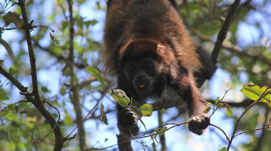 spider monkey Tamarindo, Costa Rica
