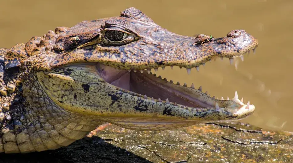 Caiman in Tortuguero, Costa Rica