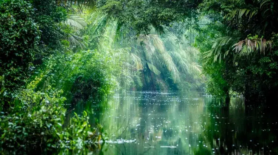 Dappled light in Tortuguero, Costa Rica