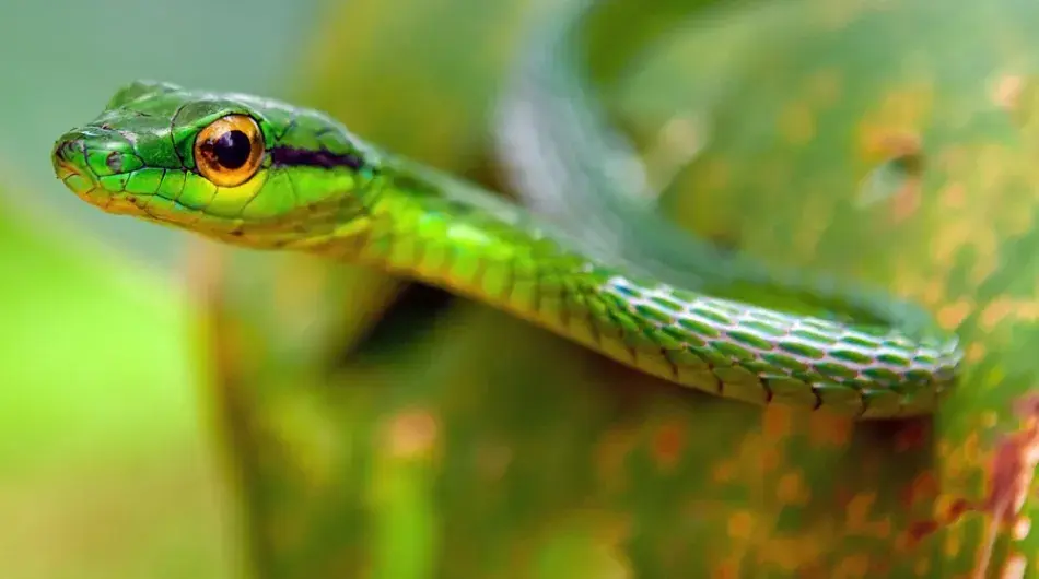 Green Vine snake Tortuguero, Costa Rica