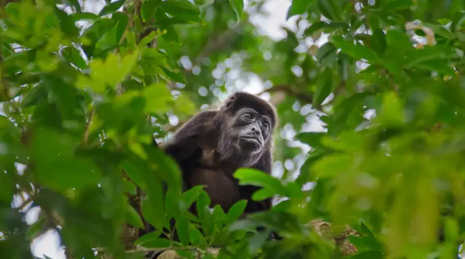 Mantled Howler Monkey in Tortuguero, Costa Rica