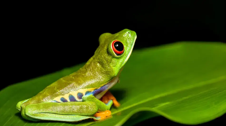 Red-eyed Treefrog Tortuguero, Costa Rica