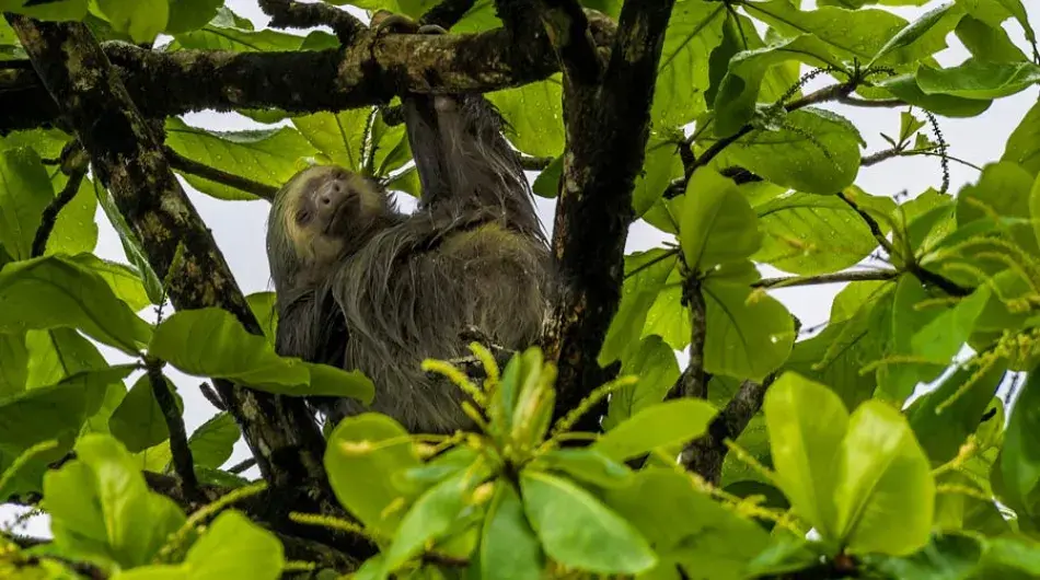 Two-toed Sloth Tortuguero, Costa Rica