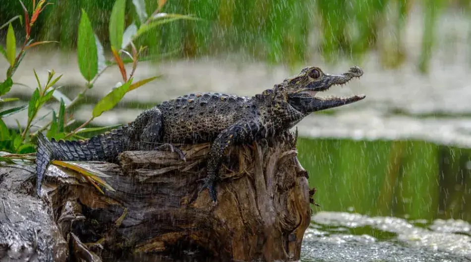 Black Caiman, Ecuadorian Amazon