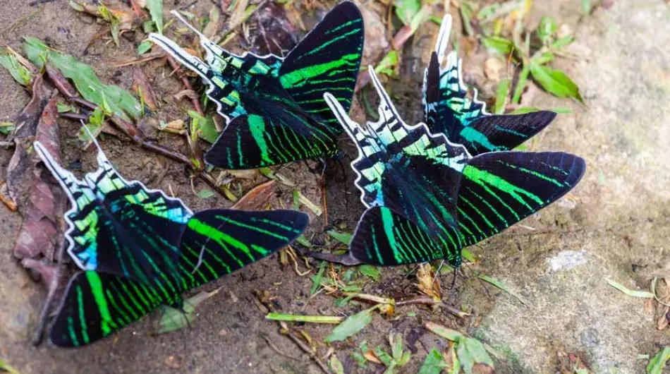 Green-banded Urania butterflies, Ecuadorian Amazon
