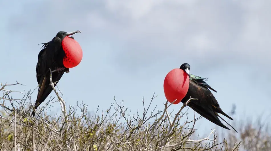 Magnificent Frigatebird, Galapagos