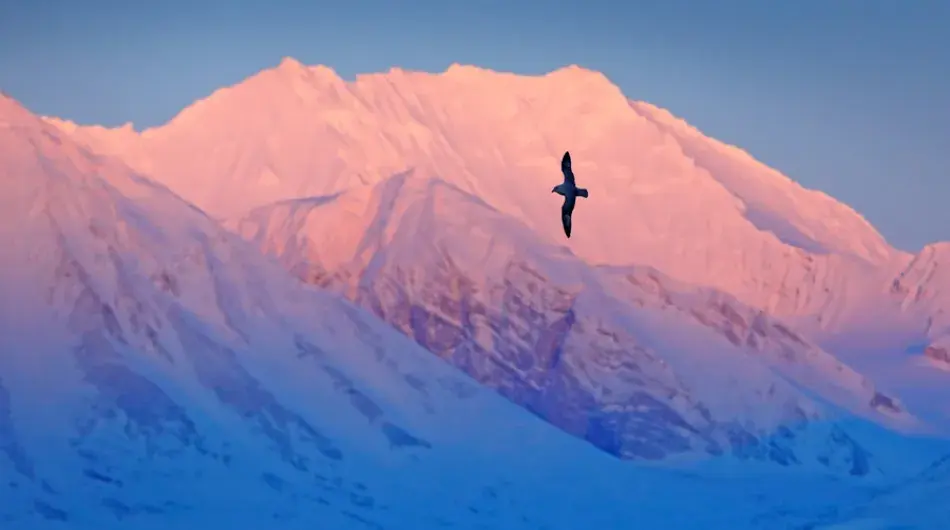Fulmar Svalbard