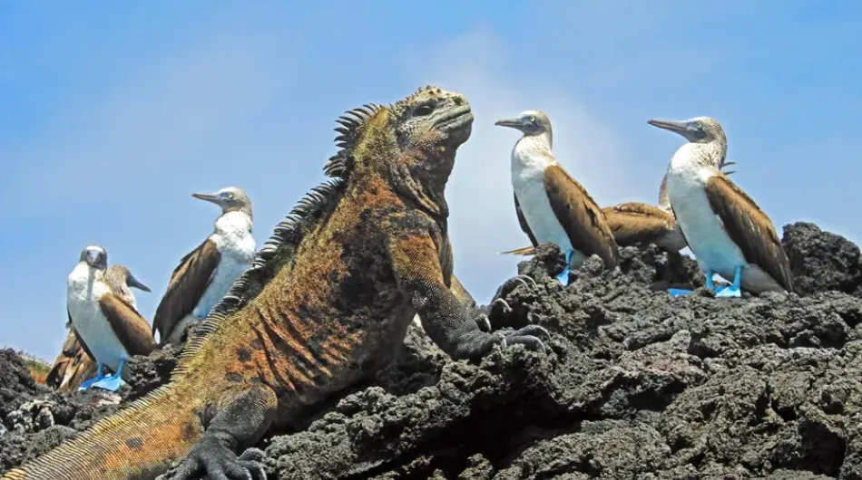 Marine Iguana and Blue-footed Boobies, Galapagos