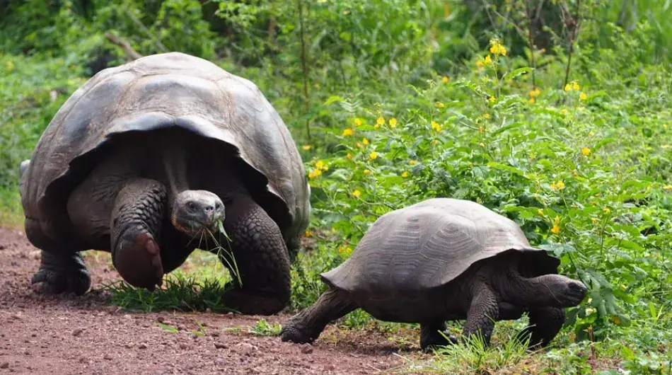 Galapagos Giant Tortoises