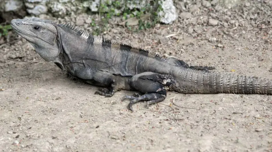 Guatemala_Quirigua_Iguana-at-ruins-gallery