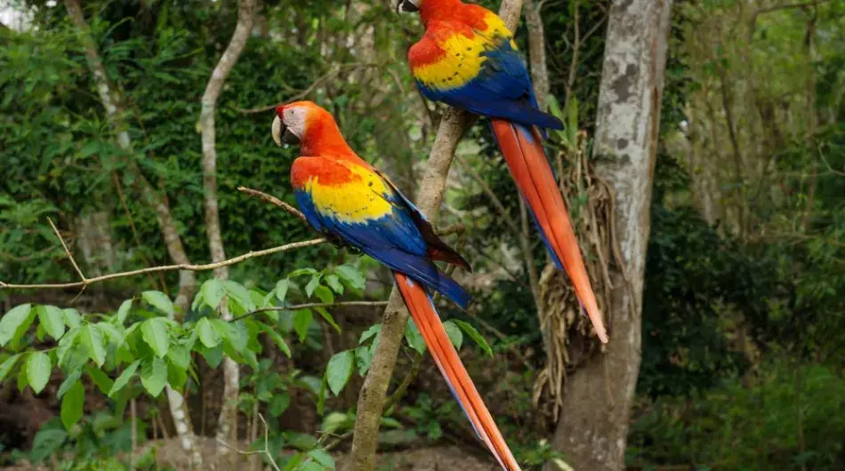 Hondoras_Copan_2-Scarlet-Macaws-gallery