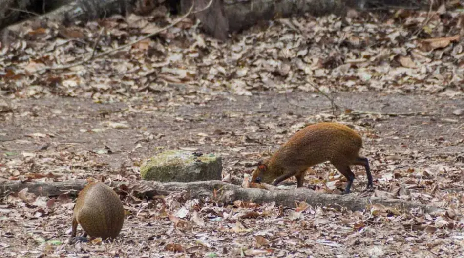 Hondoras_Copan_Agouti-gallery