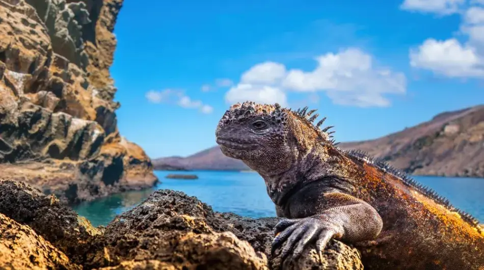 Marine Iguana, Galapagos
