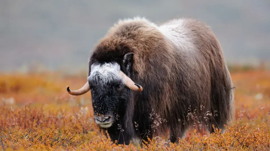 Musk Ox