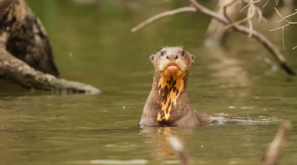 Giant River Otter in Peruvian Amazon