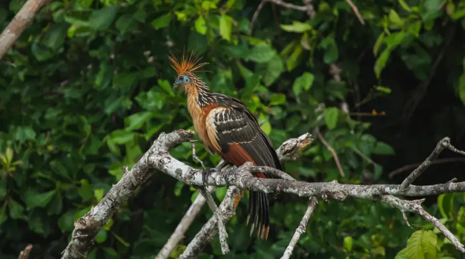 Hoatzin in Peruvian Amazon