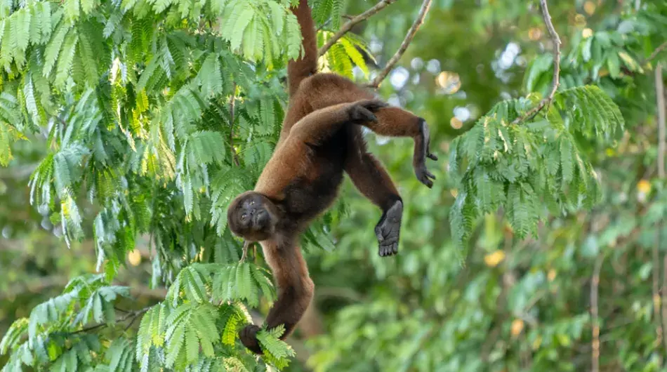 Spider Monkey in Peruvian Amazon