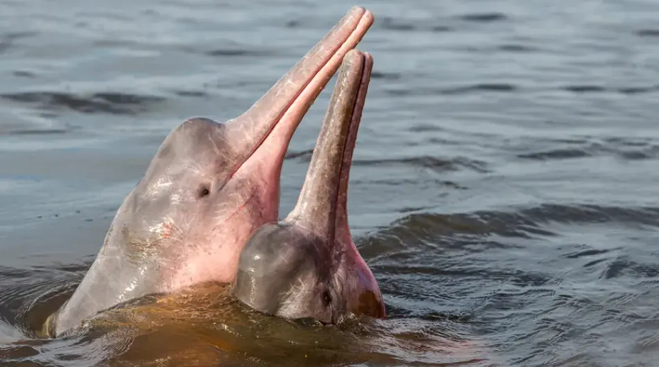 Pink River Dolphins, Ecuadorian Amazon