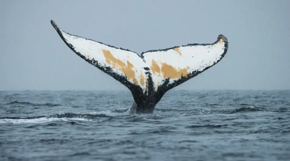 Whale Tail