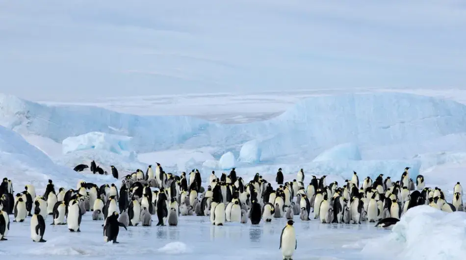 Emperor Penguin Colony Snow Hill