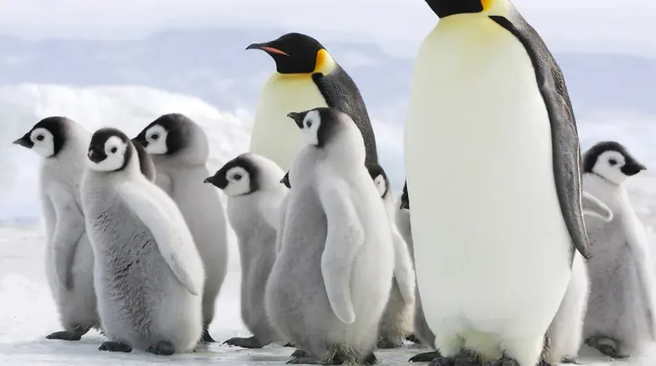 Emperor Penguins Snow Hill