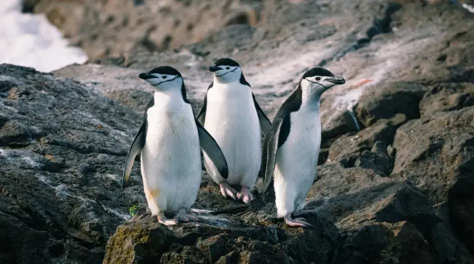 Chinstrap Penguins
